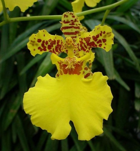 Orquídea Chuva-de-Ouro | Flores - Cultura Mix