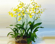orquidea-chuva-de-ouro (1)