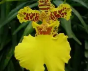 orquidea-chuva-de-ouro (2)