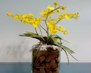 orquidea-chuva-de-ouro (3)