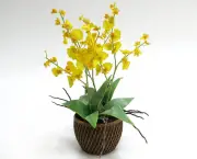 orquidea-chuva-de-ouro (5)