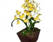 orquidea-chuva-de-ouro (6)