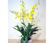 orquidea-chuva-de-ouro (7)