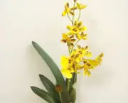 orquidea-chuva-de-ouro (8)
