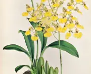 orquidea-chuva-de-ouro (10)