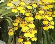 orquidea-chuva-de-ouro (11)