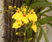 orquidea-chuva-de-ouro (13)