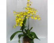 orquidea-chuva-de-ouro (14)