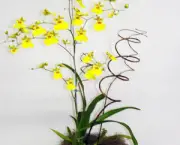 orquidea-chuva-de-ouro (16)