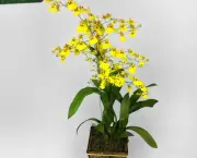 orquidea-chuva-de-ouro (17)