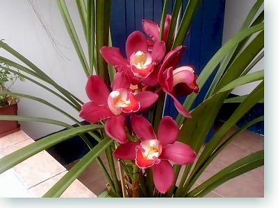 Descubra a Orquídea Cimbídio | Flores - Cultura Mix
