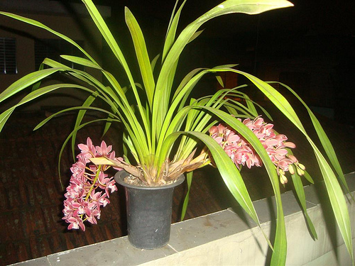 Orquídea Cimbídio Pendente | Flores - Cultura Mix