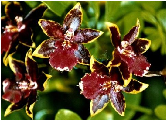 Orquídea Colmanara | Flores - Cultura Mix