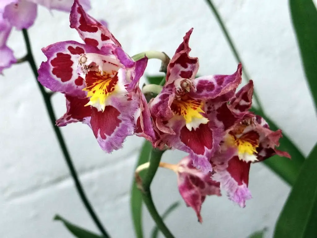 Orquídea Colmanara | Flores - Cultura Mix
