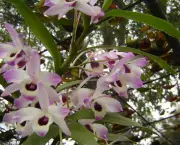 Orquídea Dendróbio-Compacta (1)