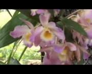 Orquídea Dendróbio-Compacta (2)