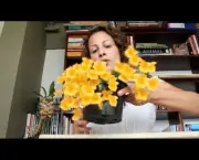 Orquídea Dendróbio-Compacta (3)