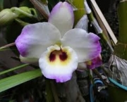 Orquídea Dendróbio-Compacta (5)