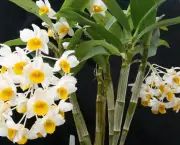 Orquídea Dendróbio-Compacta (6)