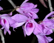 Orquídea Dendróbio-Compacta (7)