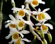 Orquídea Dendróbio-Compacta (8)