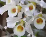 Orquídea Dendróbio-Compacta (11)