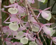 Orquídea Dendróbio-Compacta (12)