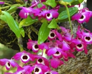 Orquídea Dendróbio-Compacta (14)