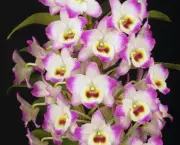 Orquídea Dendróbio-Compacta (16)