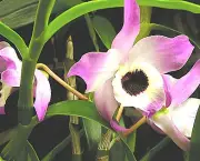 Orquídea Dendróbio-Compacta (18)