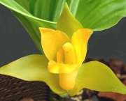 orquidea-lycaste (1)