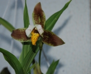 orquidea-lycaste (2)