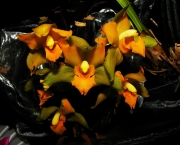 orquidea-lycaste (3)