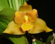 orquidea-lycaste (4)