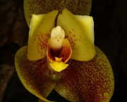 orquidea-lycaste (5)