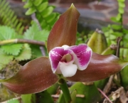 orquidea-lycaste (6)