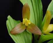 orquidea-lycaste (7)