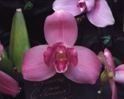 orquidea-lycaste (8)