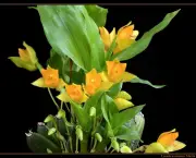 orquidea-lycaste (9)