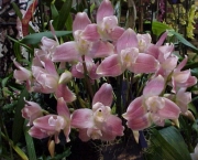 orquidea-lycaste (10)