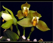 orquidea-lycaste (11)