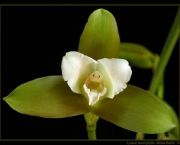 orquidea-lycaste (12)