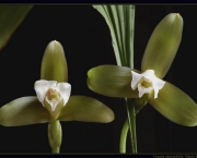 orquidea-lycaste (13)