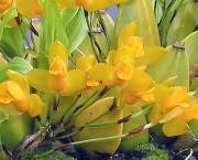 orquidea-lycaste (14)