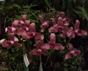orquidea-lycaste (17)