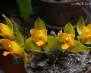 orquidea-lycaste (18)
