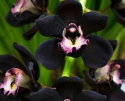 Orquídea Negra - Significado (1)