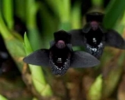 Orquídea Negra - Significado (3)