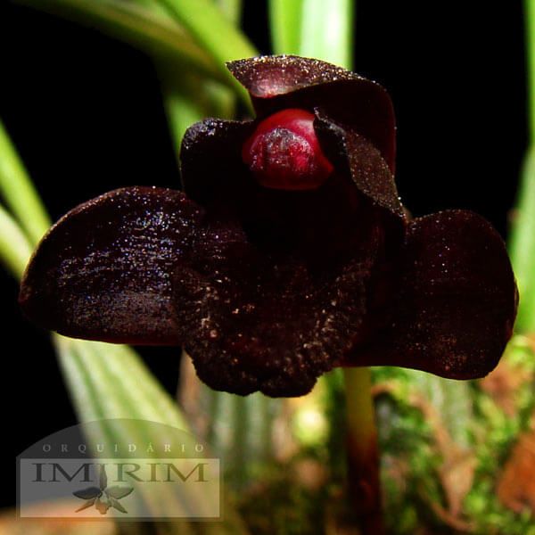 Orquídea Negra - Significado | Flores - Cultura Mix