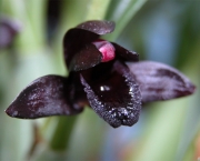 Orquídea Negra - Significado (4)